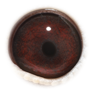 眼睛 Granddaughter Mathieu