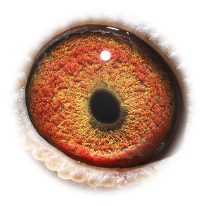 眼睛 麒麟花018-获奇梅季军等多次入赏