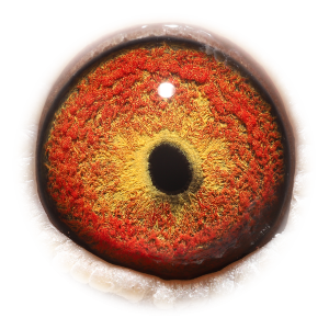 眼睛 特鲁号-获2次4位等多次入赏