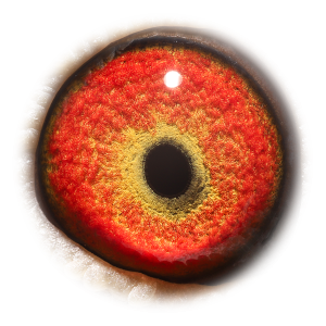 眼睛 漂亮哈利&卡梅隆-获亚军等多次入赏