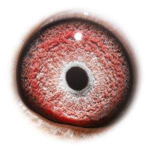 眼睛 费德尔百战天王