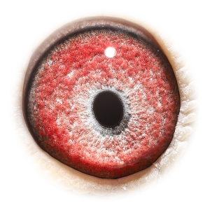 眼睛 奥蒂斯（卡梅隆直孙）外孙女