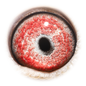 眼睛 奥蒂斯（卡梅隆直孙）外孙