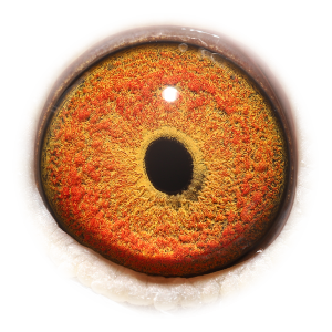 眼睛 卡梅隆哈利-获588公里6位等