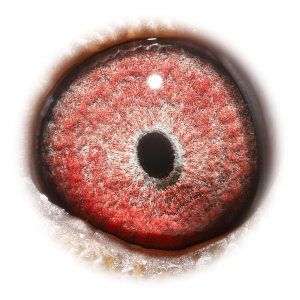 眼睛 克里奥里波鸽王-获冠军/亚军/4位