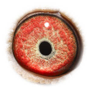 眼睛 克里奥博尔特哈利-本身多次入赏