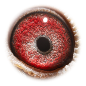 眼睛 克里奥里波神奇雌-获世界最佳幼鸽鸽王4位