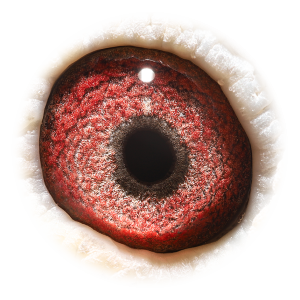 Eye of Mister First Prize