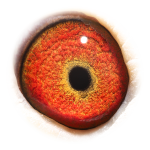 眼睛 'Topbreeder 325'