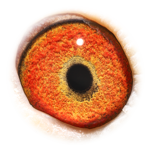 眼睛 'Son of Tita'