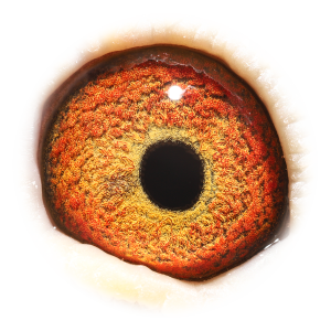 眼睛 'Half-brother Vivke'