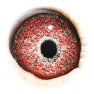 眼睛 'Breeder 792'
