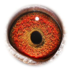 眼睛 'Half-sister Belle'