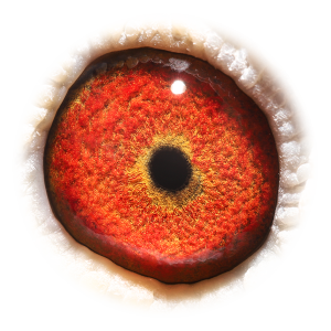 眼睛 'Quievrainman 725'