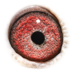 眼睛 'Grddtr Frankie - Vivke'