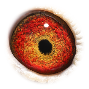 眼睛 'Sister Kato'