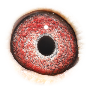 眼睛 'De Goeie 641'