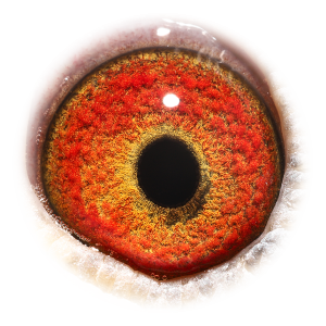 眼睛 'Granddaughter 716'