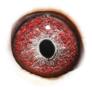 眼睛 'Nest-sister Ace 301'