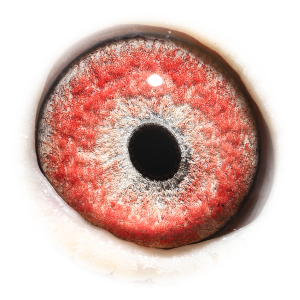 眼睛 'Mother Prov. Asje 433'