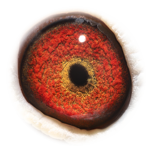 眼睛 'Grandson Topbreeder 325'