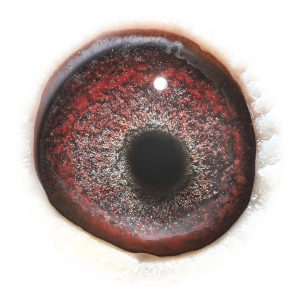 眼睛 De 506 duivin