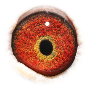 眼睛 'De Goeie 520'