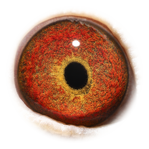 眼睛 'Daughter Aske Noyon'