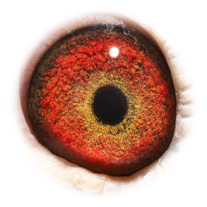 眼睛 'Ace Cock 576'