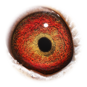 眼睛 'Ace Hen 577'