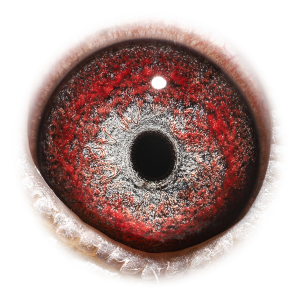 眼睛 Queen Kleine Jan