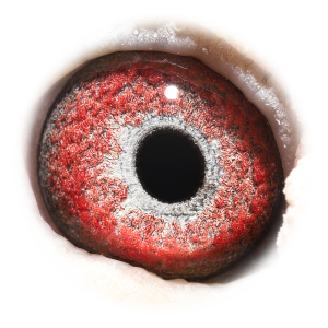 眼睛 'Kannibaal Sprint 580'