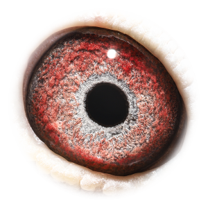 眼睛 'Kannibaal Sprint 581'