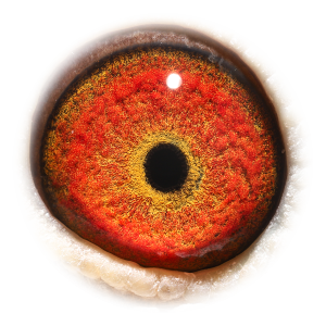 眼睛 Kannibaaal Kim 582