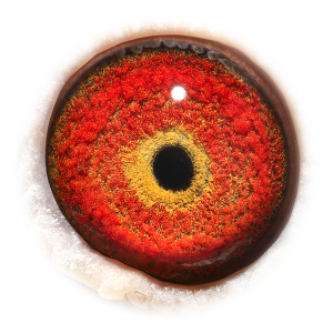 眼睛 'Kannibaal Kim 583'