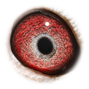 眼睛 Natalia Kannibaal 584