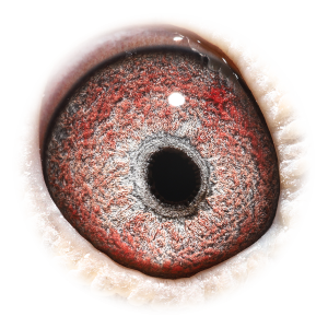 眼睛 'Natalia Kannibaal 585'
