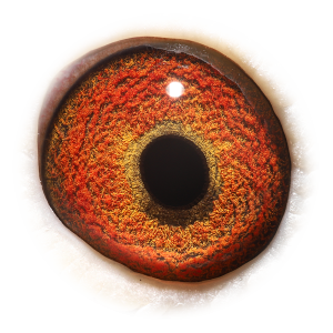 Eye of De Momignies doffer