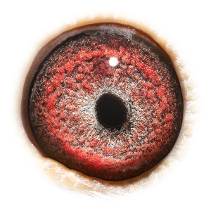 眼睛 Sprinter Bartje