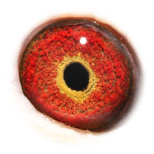 眼睛 Sprintboy Niels