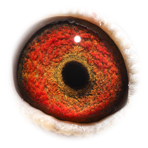 眼睛 Half-str Pr. Kannibaal Ace