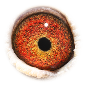 眼睛 Inbreed Vivke