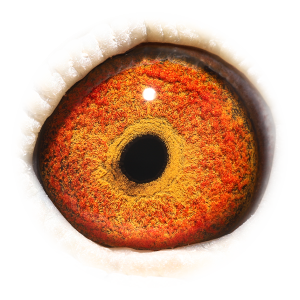 眼睛 Olympic Blauwe Gert