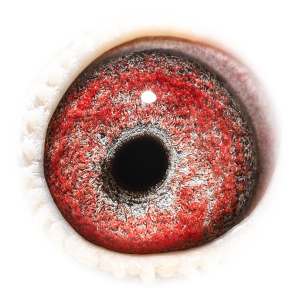 眼睛 'Granddaughter Uno'