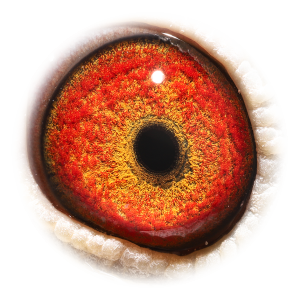 眼睛 Queen & Topbreeder 325