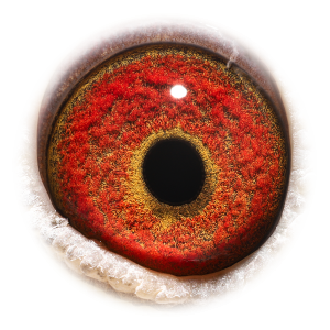 眼睛 Sprintpair Frankie