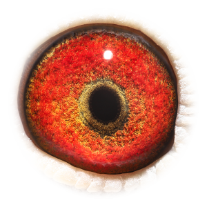 眼睛 'Granddaughter Celeste'