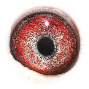 眼睛 NAV鸽王半兄弟