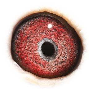 Eye of Grandson Sagan