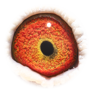 Eye of Brother Vale Jef